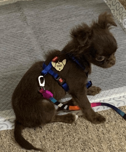 Tag de Identificação Chihuahua photo review